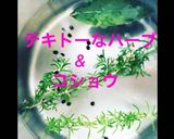 新玉ねぎと梅干しのタリアテッレ作り方2写真