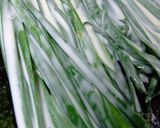 20cmチヂミ風作り方10写真