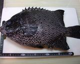 ひと味違うよ♫イシガキダイの昆布〆♡作り方1写真