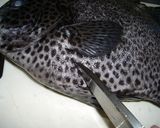 ひと味違うよ♫イシガキダイの昆布〆♡作り方3写真