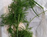 ディルの保存★活用作り方1写真