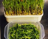 豆苗のからし醤油あえ作り方5写真