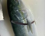 ワカシの刺身〜三枚おろし〜作り方3写真