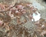絶品！やわらかラムしゃぶ作り方3写真