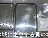 蜆(しじみ)、浅蜊(あさり) 貝の砂抜き作り方1写真