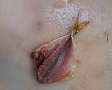 自家製　魚の醤油みりん漬け作り方1写真