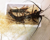 伊勢海老とアワビの海鮮ランチ作り方1写真
