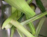 簡単とうもろこし作り方1写真