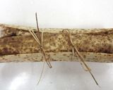 栗蒸し羊羹作り方8写真