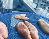 生たらこカラスミ作り方10写真
