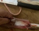 アナゴの捌き方、下ごしらえ作り方13写真