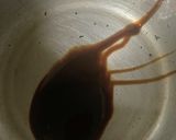アナゴの蒲焼き作り方4写真