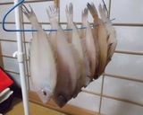 カレイの一夜干し：焼き方作り方10写真