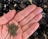 キャンベルのスキャッチャータ作り方9写真