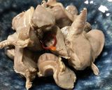 砂肝のレモン漬け作り方7写真