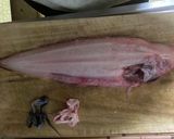 赤舌平目（レンチョウ）の捌き方作り方8写真