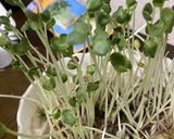 和風　豚シシトウパスタ作り方6写真