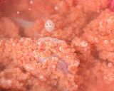 かじかの子の醤油漬け-2020-作り方2写真