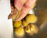 マロンのロマン(栗の甘露煮)作り方5写真