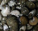 団平細螺(ながらみ)の煮付け作り方1写真