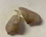 MrsWongちの菱角と枸杞の薬膳ご飯作り方4写真