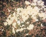 大根の葉で…？　とり卵そぼろ作り方6写真