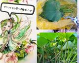 サツマイモの葉ニンニクナムル炒め(簡単)作り方10写真