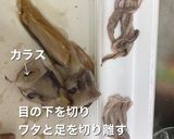 いかの下処理 ワタ抜きから保存まで作り方3写真