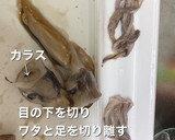 いかの下処理　ワタ抜きから保存まで作り方3写真