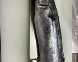 サゴシのふわふわガーリックソテー作り方1写真