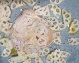 お弁当★塩焼き鳥レモン風味★作り置き作り方1写真