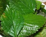 エゴマの葉の甘辛佃煮・保存食作り方2写真