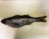 「煮魚の基本」クロムツの煮付け作り方1写真