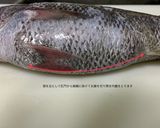 「煮魚の基本」クロムツの煮付け作り方3写真