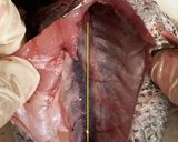 「煮魚の基本」クロムツの煮付け作り方5写真