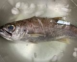 「煮魚の基本」クロムツの煮付け作り方11写真