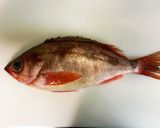 「基本」ウスメバルの捌き方〜お刺身まで作り方1写真