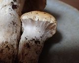 クリフウセンタケの採集と保存作り方2写真