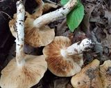 クリフウセンタケの採集と保存作り方8写真