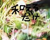 豚しゃぶサラダ作り方10写真