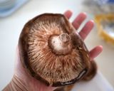しいたけのWチーズ焼き作り方1写真