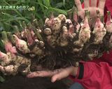 栗山町産ショウガレシピ③洋風ショウガご飯作り方5写真