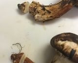 土鍋を使って松茸ご飯作り方3写真