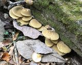 キノコと春雨のピリ辛煮作り方1写真