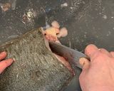 魚のさばき方(5枚おろし)作り方3写真