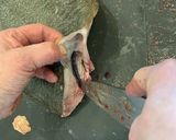 魚のさばき方(5枚おろし)作り方4写真