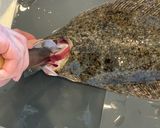 魚のさばき方(5枚おろし)作り方13写真