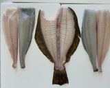 魚のさばき方(5枚おろし)作り方10写真