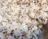 簡単！貧血予防に巻き寿司キンパ風作り方5写真