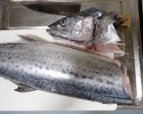 サワラの刺身作り方3写真